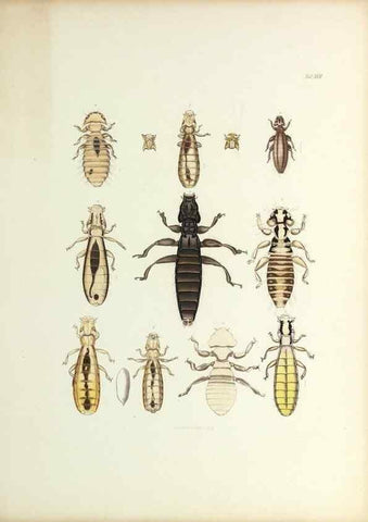 Reproducción/Reproduction 9246145039: Insecta epizoa.. Leipzig,O. Wigand,1874.