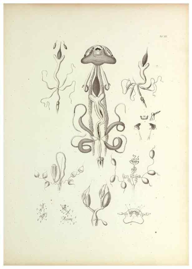 Reproducción/Reproduction 9246146235: Insecta epizoa.. Leipzig,O. Wigand,1874.
