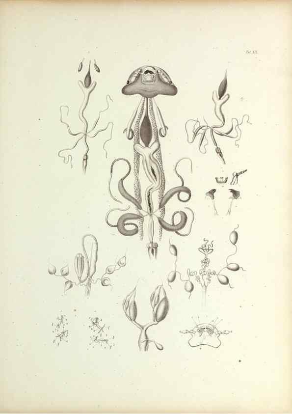 Reproducción/Reproduction 9246146235: Insecta epizoa.. Leipzig,O. Wigand,1874.