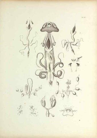 Reproducción/Reproduction 9246146235: Insecta epizoa.. Leipzig,O. Wigand,1874.