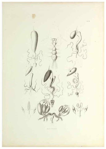 Reproducción/Reproduction 9248930688: Insecta epizoa.. Leipzig,O. Wigand,1874.
