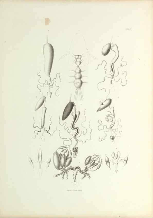 Reproducción/Reproduction 9248930688: Insecta epizoa.. Leipzig,O. Wigand,1874.