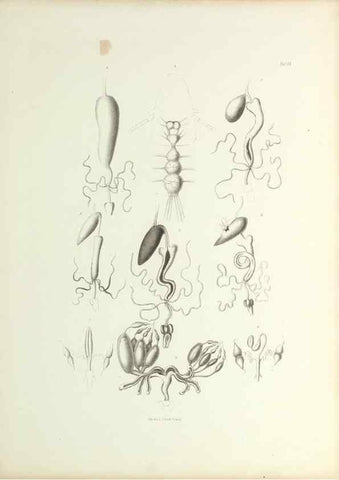 Reproducción/Reproduction 9248930688: Insecta epizoa.. Leipzig,O. Wigand,1874.