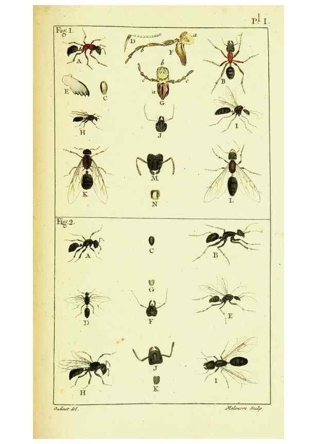 Reproducción/Reproduction 9262884770: Histoire naturelle des fourmis,. Paris,De l'impr. de Crapelet,1802.