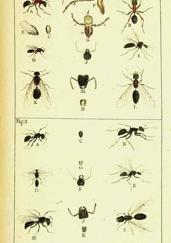 Reproducción/Reproduction 9262884770: Histoire naturelle des fourmis,. Paris,De l'impr. de Crapelet,1802.