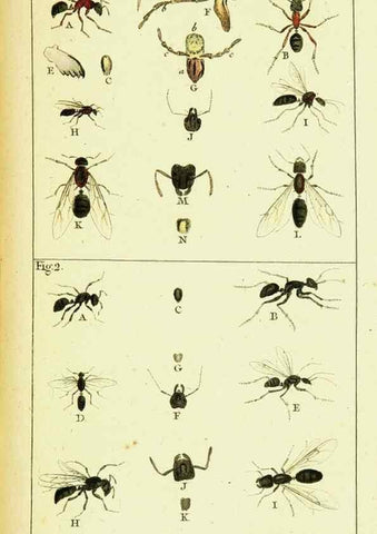 Reproducción/Reproduction 9262884770: Histoire naturelle des fourmis,. Paris,De l'impr. de Crapelet,1802.