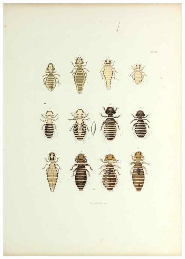Reproducción/Reproduction 9248923292: Insecta epizoa.. Leipzig,O. Wigand,1874.