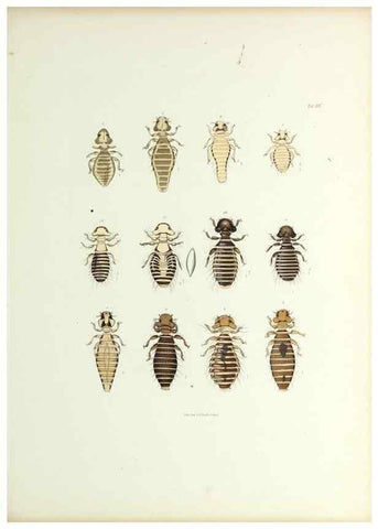 Reproducción/Reproduction 9248923292: Insecta epizoa.. Leipzig,O. Wigand,1874.