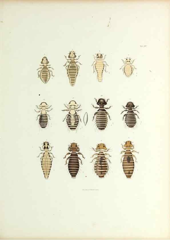 Reproducción/Reproduction 9248923292: Insecta epizoa.. Leipzig,O. Wigand,1874.