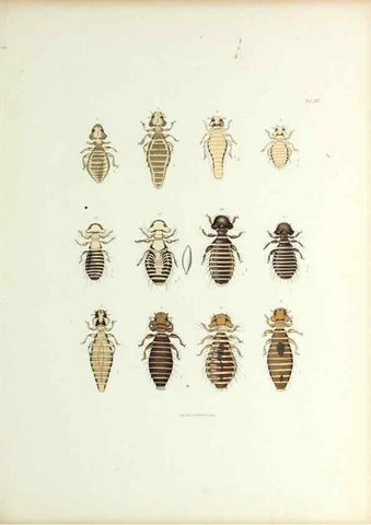 Reproducción/Reproduction 9248923292: Insecta epizoa.. Leipzig,O. Wigand,1874.