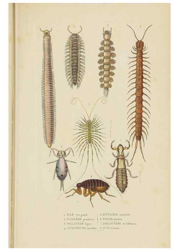 Reproducción/Reproduction 9371250134: Dictionnaire classique des sciences naturelles :. Brussels :Meline, Cans et Ce.,1853.