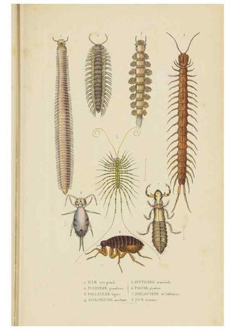 Reproducción/Reproduction 9371250134: Dictionnaire classique des sciences naturelles :. Brussels :Meline, Cans et Ce.,1853.