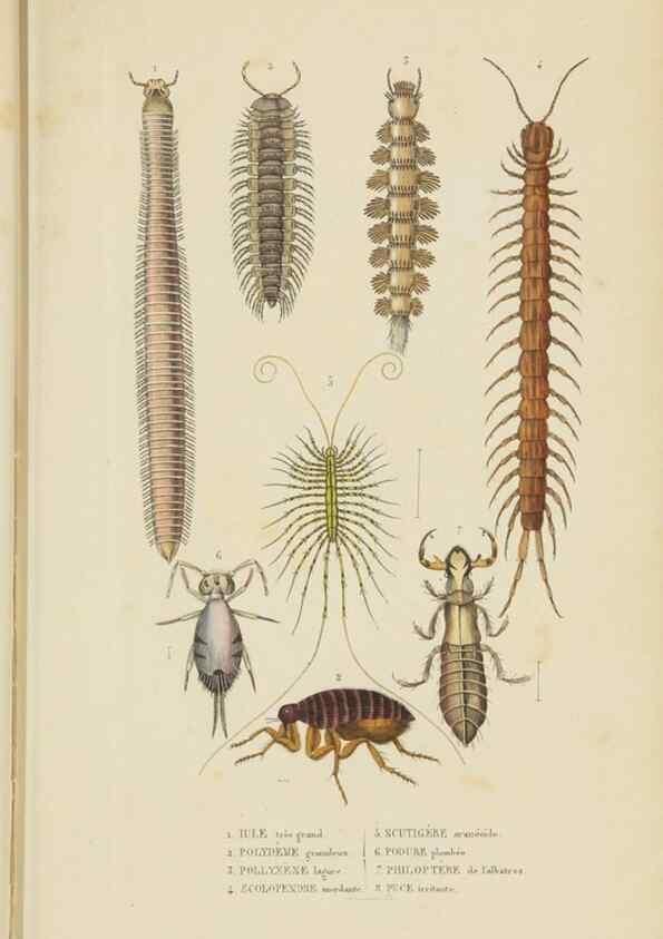 Reproducción/Reproduction 9371250134: Dictionnaire classique des sciences naturelles :. Brussels :Meline, Cans et Ce.,1853.