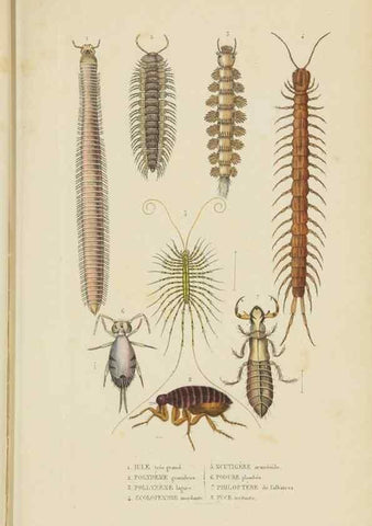Reproducción/Reproduction 9371250134: Dictionnaire classique des sciences naturelles :. Brussels :Meline, Cans et Ce.,1853.