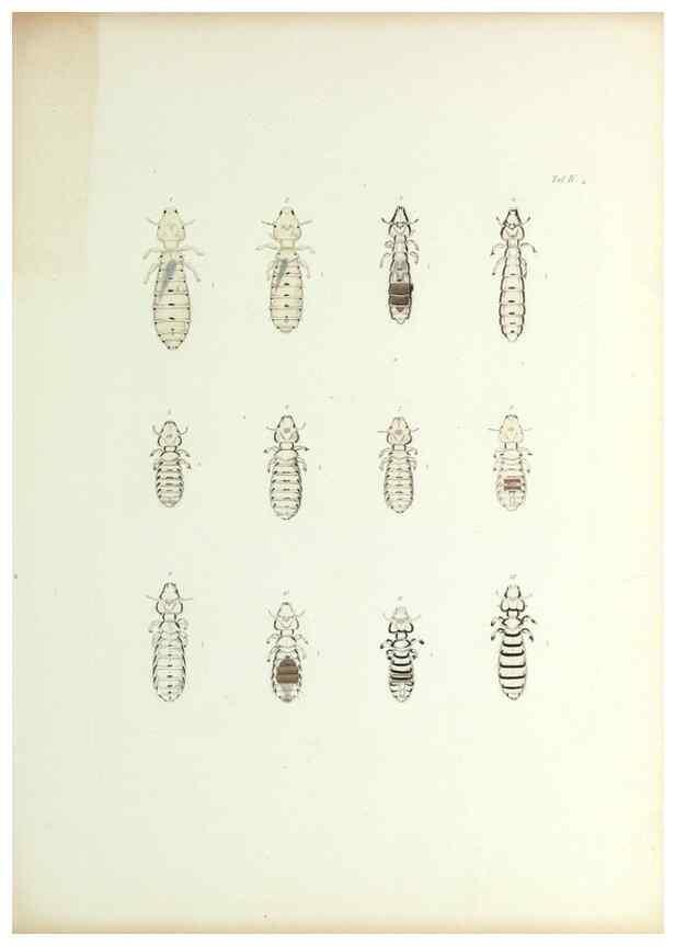 Reproducción/Reproduction 9246129725: Insecta epizoa.. Leipzig,O. Wigand,1874.