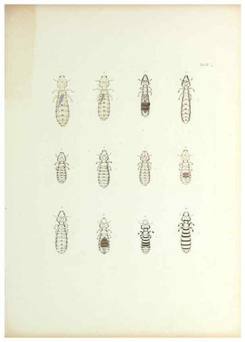 Reproducción/Reproduction 9246129725: Insecta epizoa.. Leipzig,O. Wigand,1874.