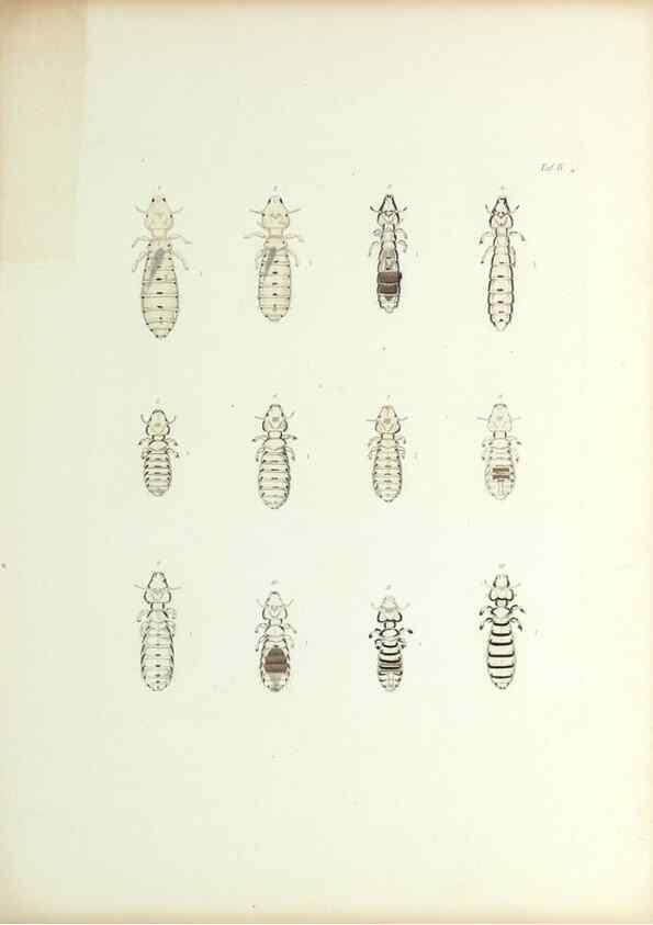 Reproducción/Reproduction 9246129725: Insecta epizoa.. Leipzig,O. Wigand,1874.