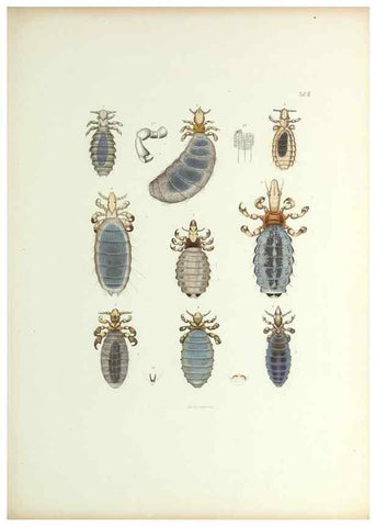 Reproducción/Reproduction 9248910620: Insecta epizoa.. Leipzig,O. Wigand,1874.