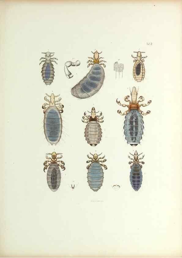 Reproducción/Reproduction 9248910620: Insecta epizoa.. Leipzig,O. Wigand,1874.