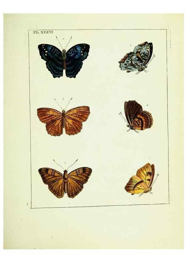 Reproducción/Reproduction 9245858619: Illustrations of natural history.. London,Printed for the author and sold by B. White,1770-82.