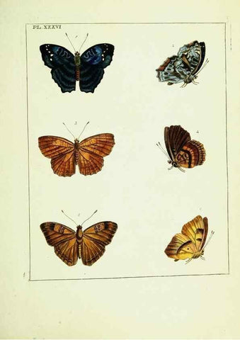 Reproducción/Reproduction 9245858619: Illustrations of natural history.. London,Printed for the author and sold by B. White,1770-82.