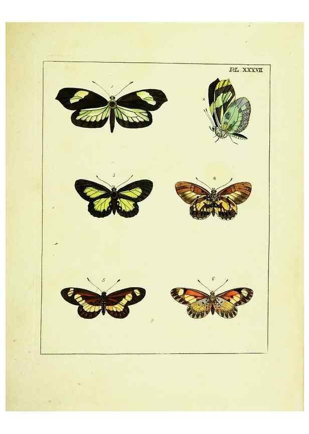 Reproducción/Reproduction 9248640912: Illustrations of natural history.. London,Printed for the author and sold by B. White,1770-82.