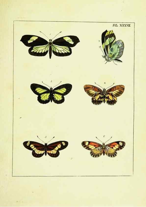 Reproducción/Reproduction 9248640912: Illustrations of natural history.. London,Printed for the author and sold by B. White,1770-82.