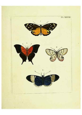 Reproducción/Reproduction 9245860811: Illustrations of natural history.. London,Printed for the author and sold by B. White,1770-82.