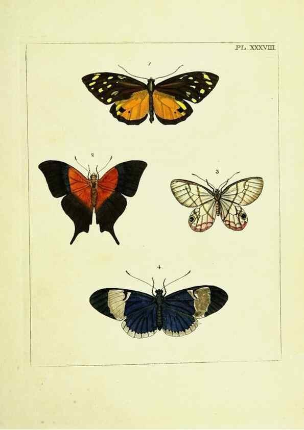 Reproducción/Reproduction 9245860811: Illustrations of natural history.. London,Printed for the author and sold by B. White,1770-82.