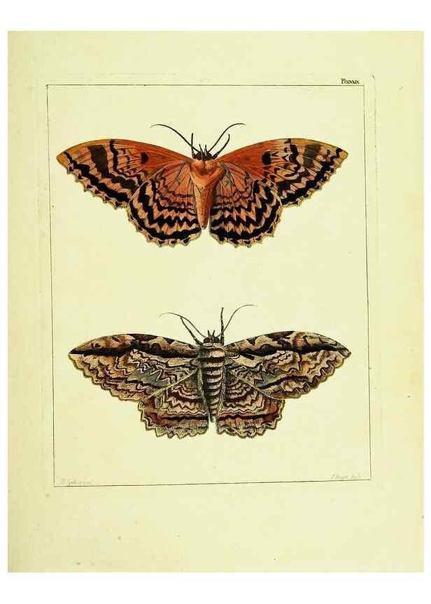 Reproducción/Reproduction 9245862255: Illustrations of natural history.. London,Printed for the author and sold by B. White,1770-82.
