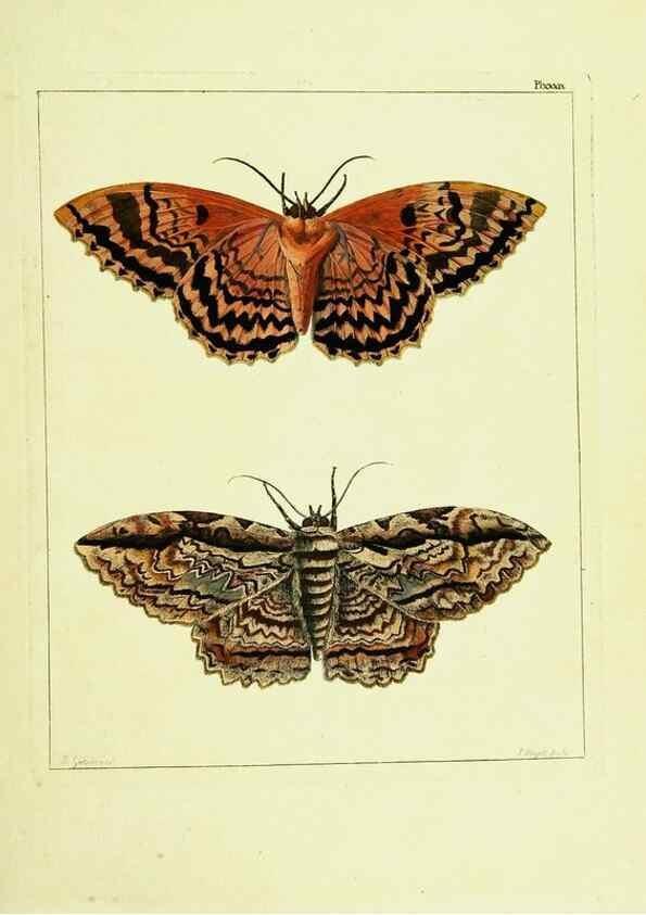 Reproducción/Reproduction 9245862255: Illustrations of natural history.. London,Printed for the author and sold by B. White,1770-82.