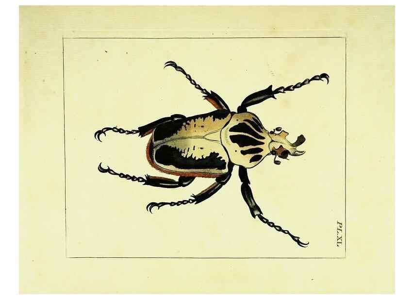 Reproducción/Reproduction 9245862963: Illustrations of natural history.. London,Printed for the author and sold by B. White,1770-82.