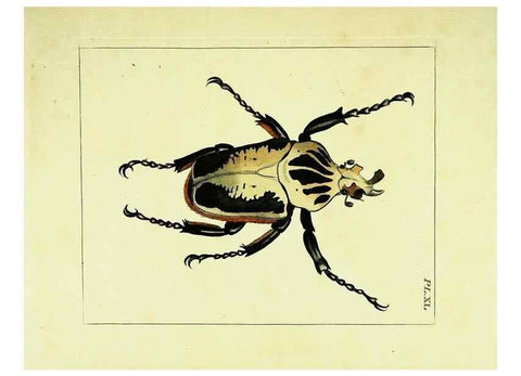 Reproducción/Reproduction 9245862963: Illustrations of natural history.. London,Printed for the author and sold by B. White,1770-82.
