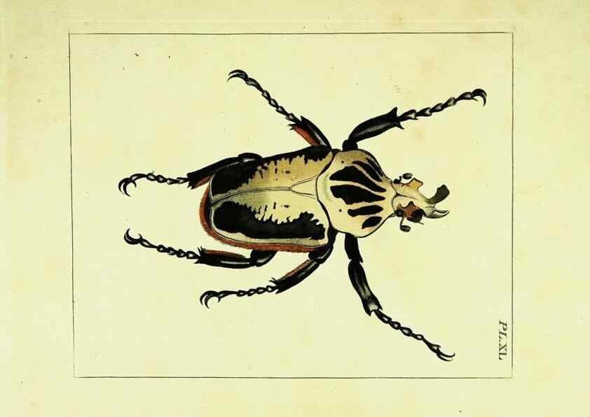 Reproducción/Reproduction 9245862963: Illustrations of natural history.. London,Printed for the author and sold by B. White,1770-82.