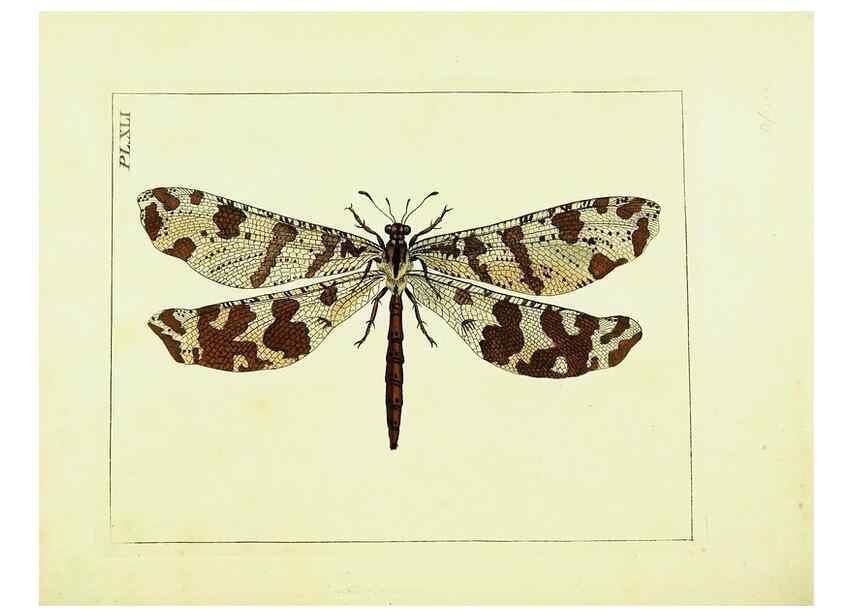 Reproducción/Reproduction 9245863925: Illustrations of natural history.. London,Printed for the author and sold by B. White,1770-82.