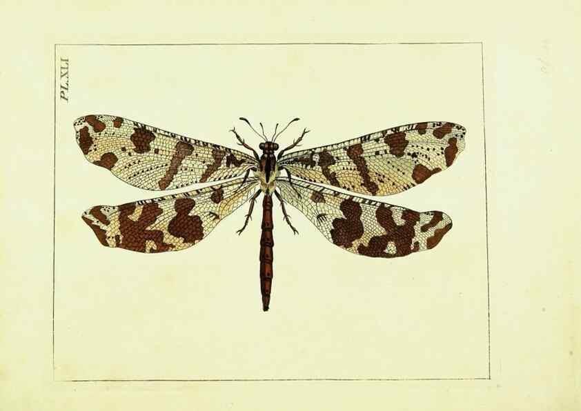 Reproducción/Reproduction 9245863925: Illustrations of natural history.. London,Printed for the author and sold by B. White,1770-82.