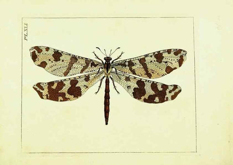 Reproducción/Reproduction 9245863925: Illustrations of natural history.. London,Printed for the author and sold by B. White,1770-82.