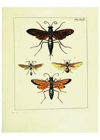 Reproducción/Reproduction 9248646454: Illustrations of natural history.. London,Printed for the author and sold by B. White,1770-82.