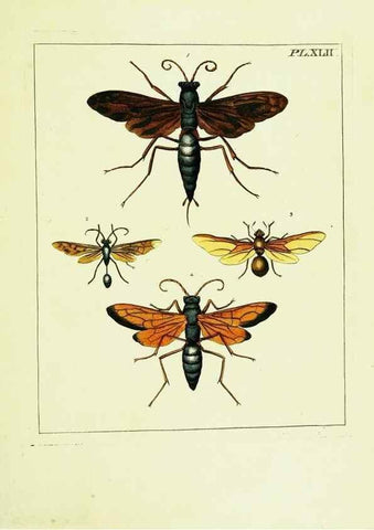 Reproducción/Reproduction 9248646454: Illustrations of natural history.. London,Printed for the author and sold by B. White,1770-82.