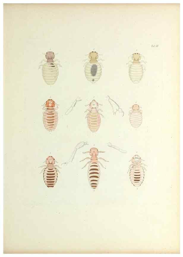Reproducción/Reproduction 9246128817: Insecta epizoa.. Leipzig,O. Wigand,1874.