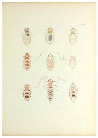 Reproducción/Reproduction 9246128817: Insecta epizoa.. Leipzig,O. Wigand,1874.