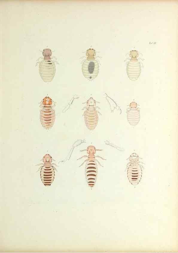 Reproducción/Reproduction 9246128817: Insecta epizoa.. Leipzig,O. Wigand,1874.