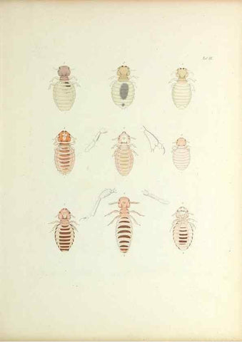 Reproducción/Reproduction 9246128817: Insecta epizoa.. Leipzig,O. Wigand,1874.