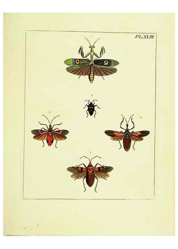 Reproducción/Reproduction 9245865985: Illustrations of natural history.. London,Printed for the author and sold by B. White,1770-82.
