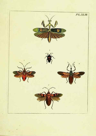 Reproducción/Reproduction 9245865985: Illustrations of natural history.. London,Printed for the author and sold by B. White,1770-82.