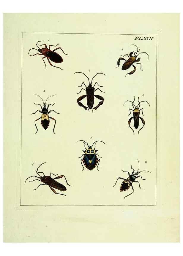 Reproducción/Reproduction 9248649892: Illustrations of natural history.. London,Printed for the author and sold by B. White,1770-82.
