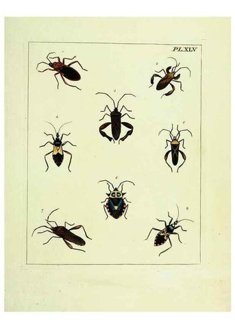 Reproducción/Reproduction 9248649892: Illustrations of natural history.. London,Printed for the author and sold by B. White,1770-82.