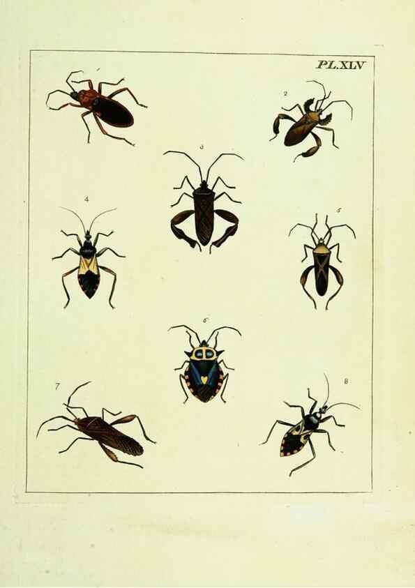 Reproducción/Reproduction 9248649892: Illustrations of natural history.. London,Printed for the author and sold by B. White,1770-82.