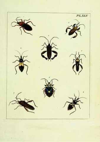 Reproducción/Reproduction 9248649892: Illustrations of natural history.. London,Printed for the author and sold by B. White,1770-82.