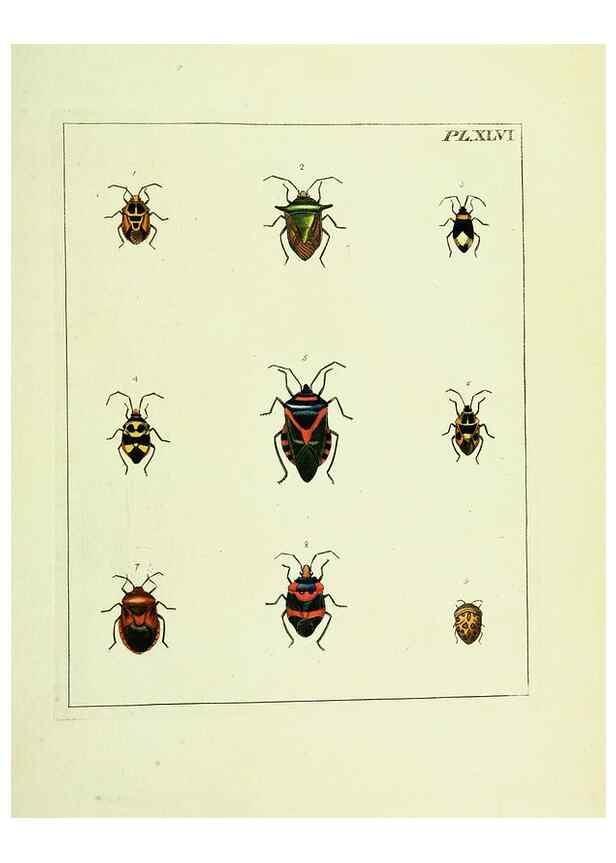 Reproducción/Reproduction 9248650664: Illustrations of natural history.. London,Printed for the author and sold by B. White,1770-82.